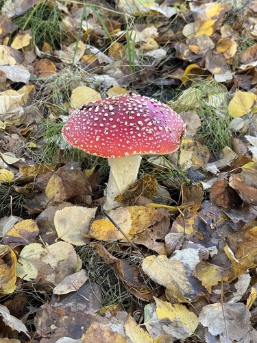 Fly Agaric