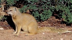 Cynictis penicillata penicillata
