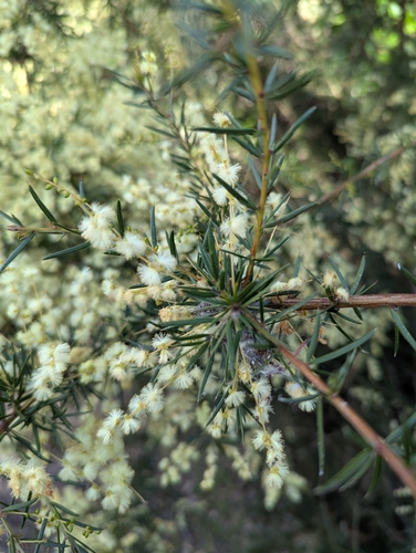 Acacia riceana