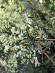 Acacia riceana