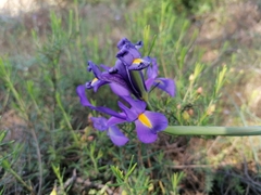 Iris xiphium