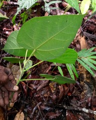 Endospermum diadenum