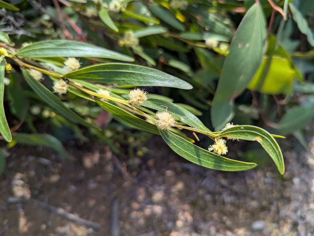 Acacia leprosa; photograph author not stated, no rights reserved