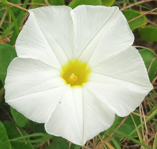 Ipomoea imperati observed 2026-09-19