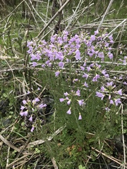 Cardamine pratensis pratensis