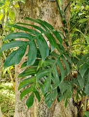 Epipremnum