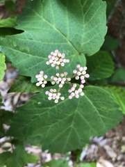 Viburnum acerifolium