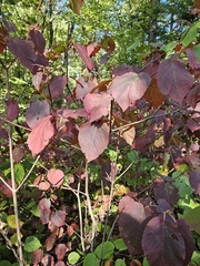 Viburnum lantanoides, photograph author not stated, no rights reserved