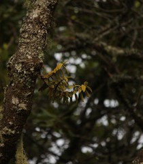 Tridactyle anthomaniaca