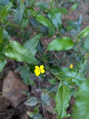 author not stated, no rights reserved Goodenia ovata, photograph author not stated, no rights reserved