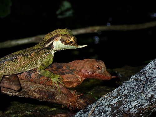 Rhino Horn Lizard