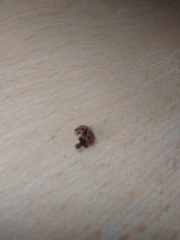 Tytthaspis sedecimpunctata