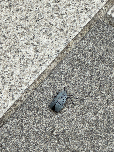 Spotted Lanternfly