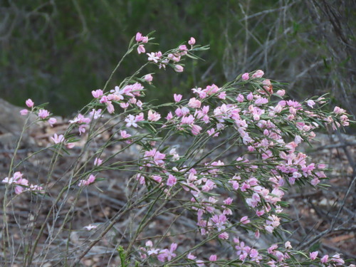 Eriostemon australasius, photograph 4