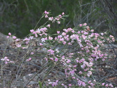 Eriostemon australasius, photograph (c) ian_mcallan, some rights reserved (CC BY)