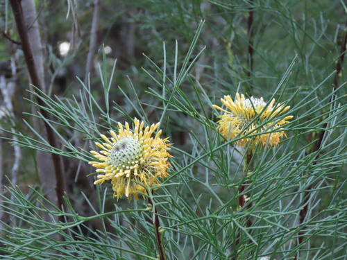 Isopogon anethifolius, photograph 1