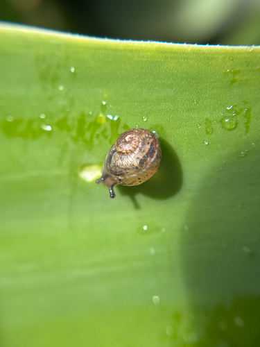 Garden Snail