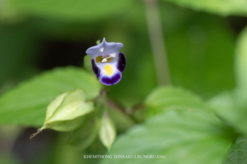 wishbone flower
