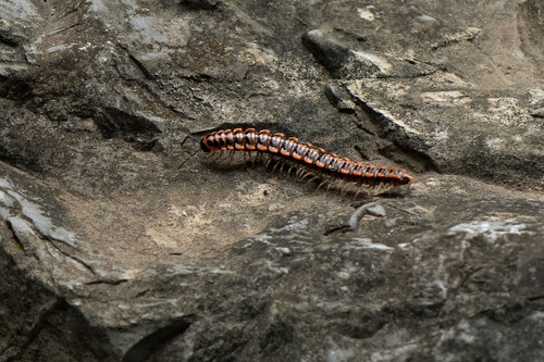 Antheromorpha uncinata