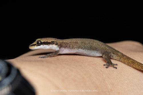 Black-spotted Leaf-toed Gecko