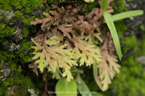 Selaginella repanda