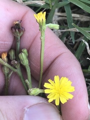 Crepis zacintha