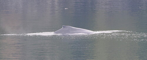 Humpback Whale