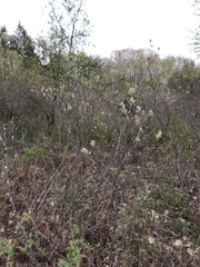 Amelanchier nantucketensis