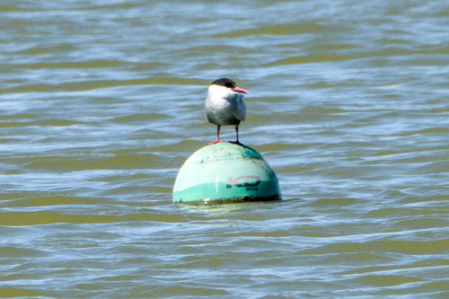 Whiskered Tern