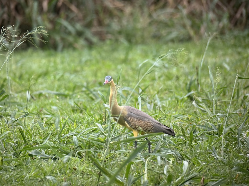 Whistling Heron