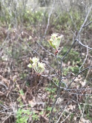 Amelanchier nantucketensis