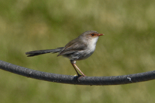 Superb Fairywren