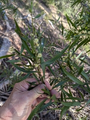 author not stated, no rights reserved Acacia leprosa, photograph author not stated, no rights reserved