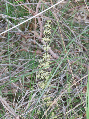 Lomandra multiflora, photograph 5