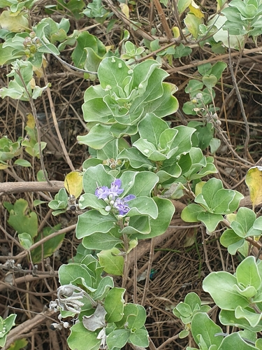 Beach Vitex