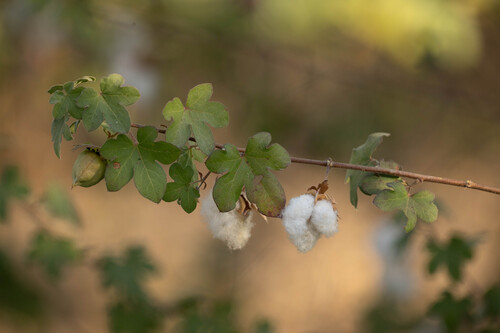 Levant Cotton