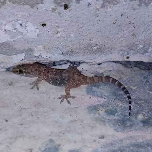 Mediterranean House Gecko