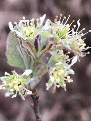 Amelanchier nantucketensis