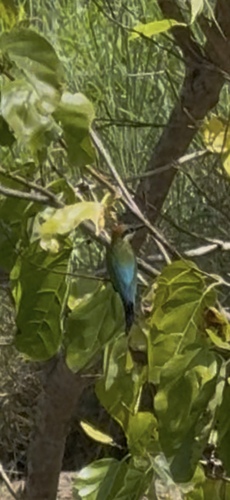 Rainbow Bee-eater