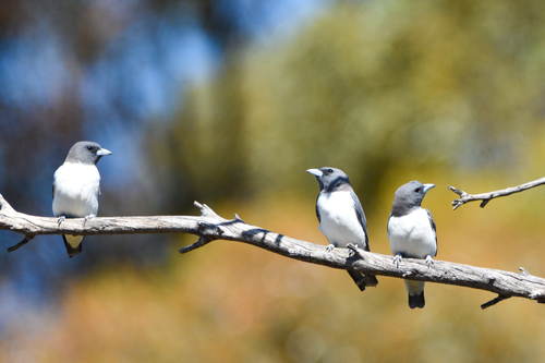 White-breasted Woodswallow