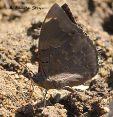 Tridactyle anthomaniaca