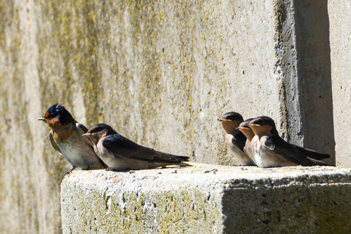 Welcome Swallow