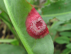 Puccinia phragmitis