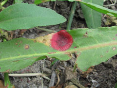 Puccinia phragmitis