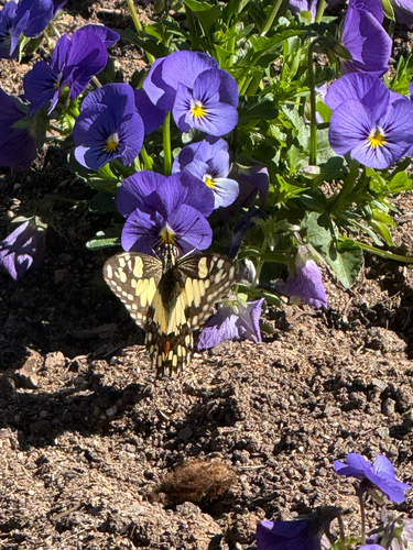 Lime Swallowtail
