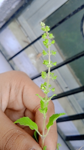 Holy Basil