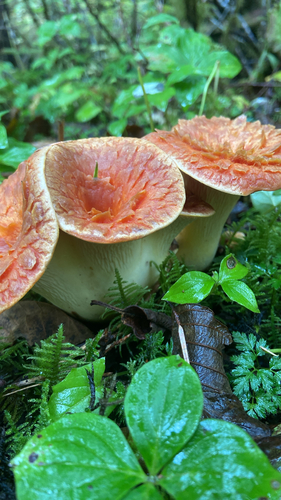 Scaly Chanterelle