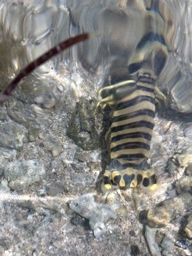 Lysiosquilla maculata observed 2026-09-20