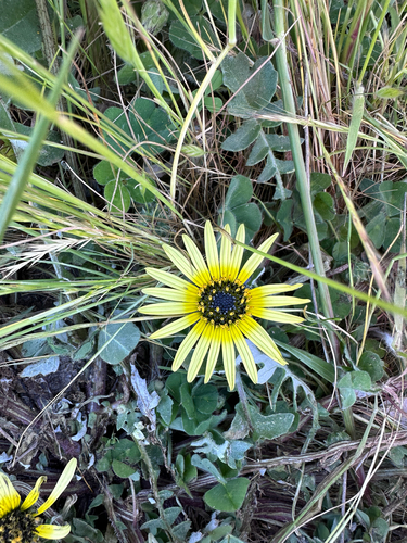 Capeweed