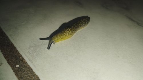 Yellow Cellar Slug